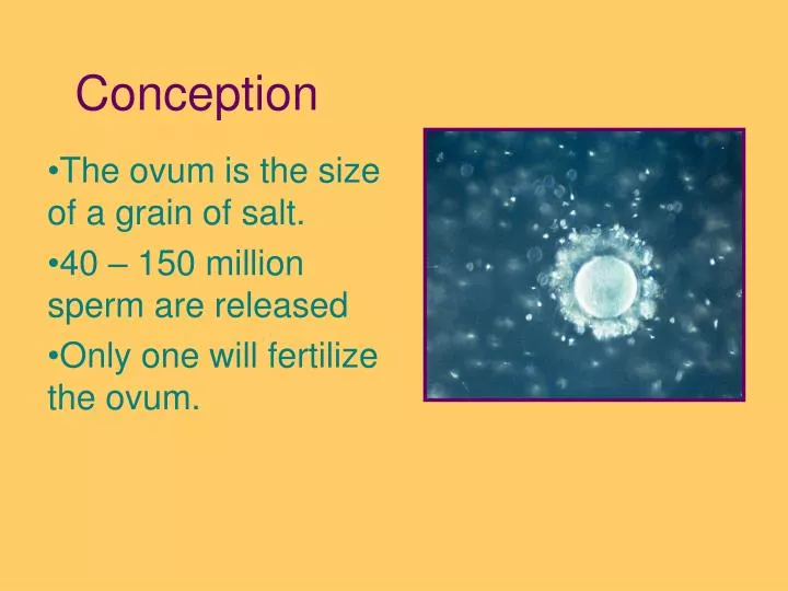 conception