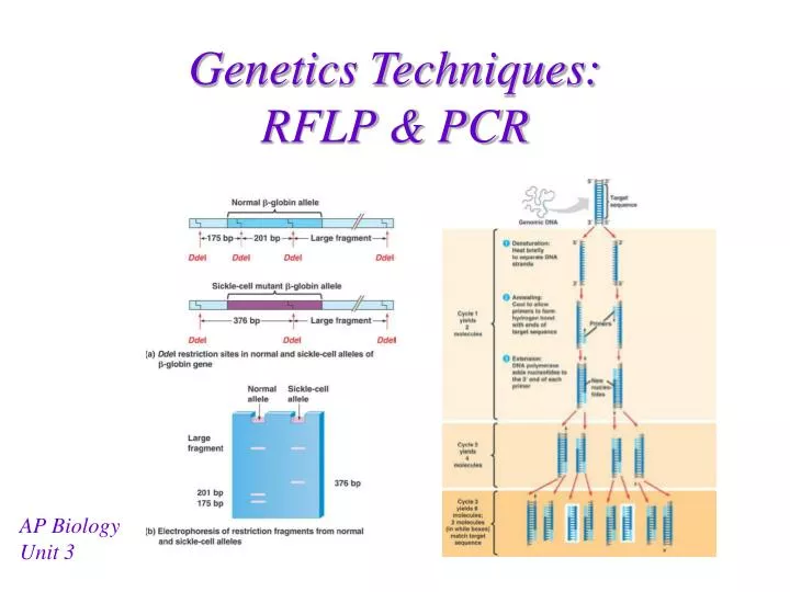 genetics techniques rflp pcr