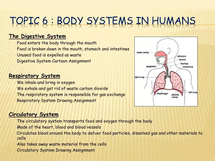topic 6 body systems in humans
