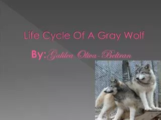 Life Cycle Of A Gray Wolf