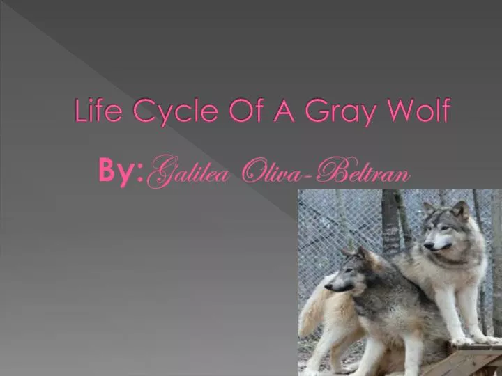 life cycle of a gray wolf