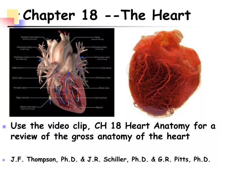 chapter 18 the heart