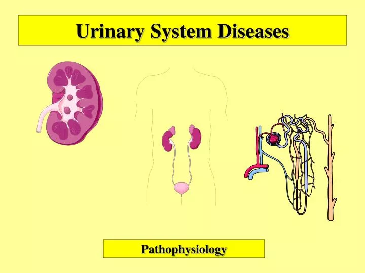 urinary system diseases