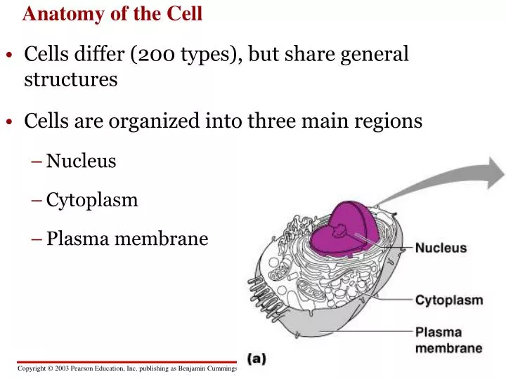 anatomy of the cell