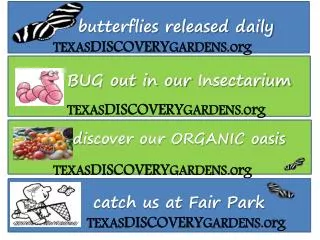 butterflies released daily