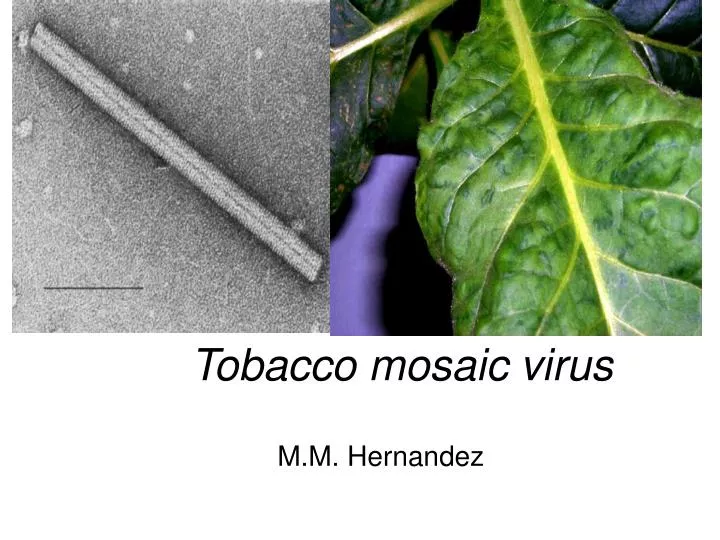tobacco mosaic virus
