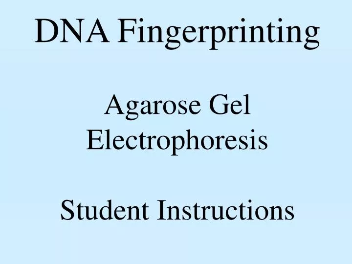 dna fingerprinting agarose gel electrophoresis student instructions