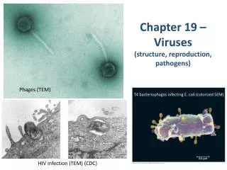 chapter 19 viruses structure reproduction pathogens