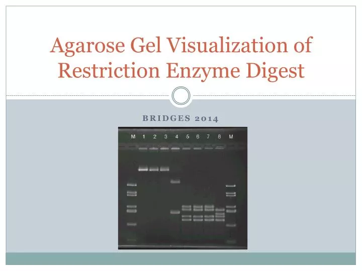 agarose gel visualization of restriction enzyme digest