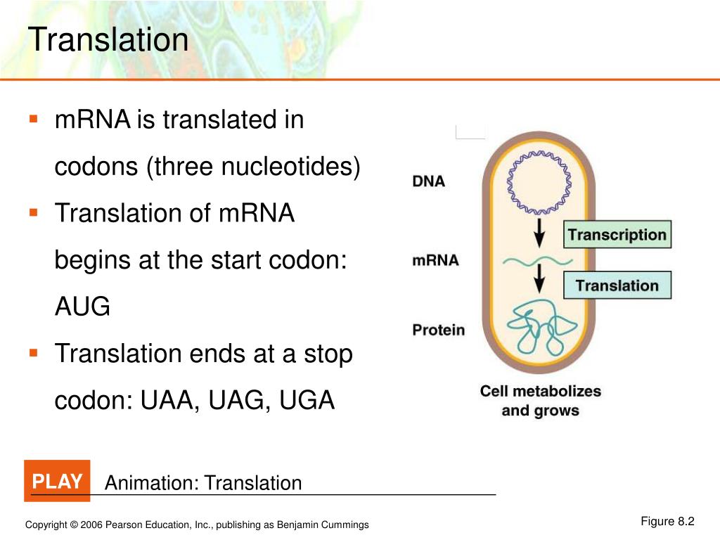 PPT - Translation PowerPoint Presentation, free download - ID:6728061