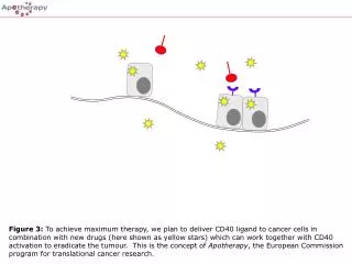 Figure 3: To achieve maximum therapy, we plan to deliver CD40 ligand to cancer cells in