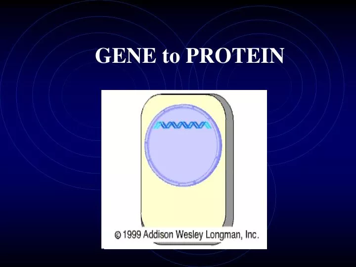 gene to protein
