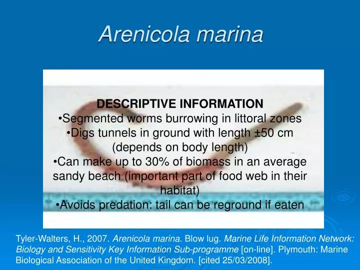 arenicola marina