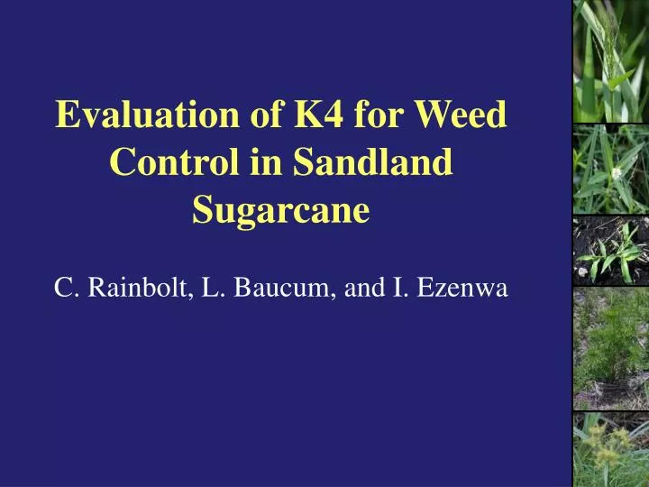 evaluation of k4 for weed control in sandland sugarcane