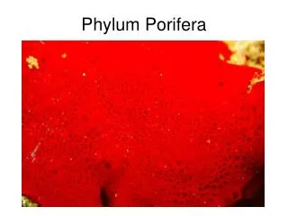 phylum porifera
