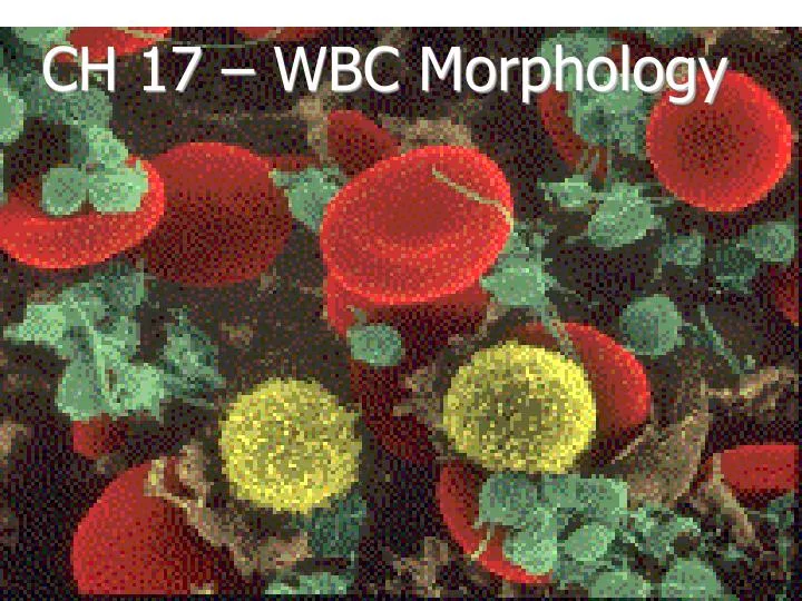 ch 17 wbc morphology