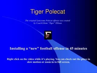 Tiger Polecat