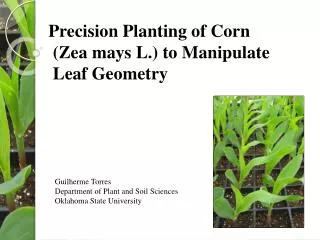 Precision Planting of Corn ( Zea mays L.) to Manipulate Leaf Geometry