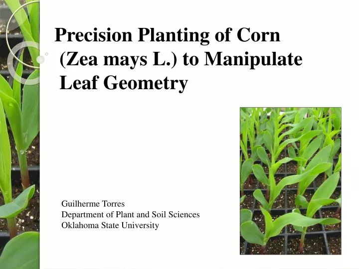 precision planting of corn zea mays l to manipulate leaf geometry