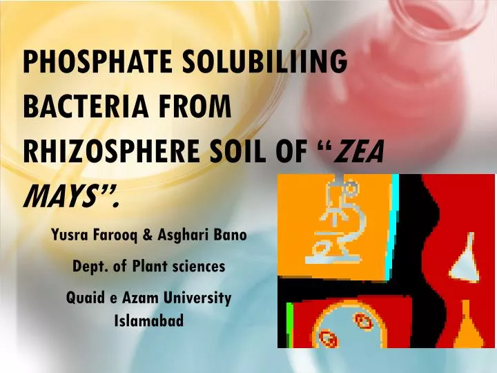 phosphate solubiliing bacteria from rhizosphere soil of zea mays