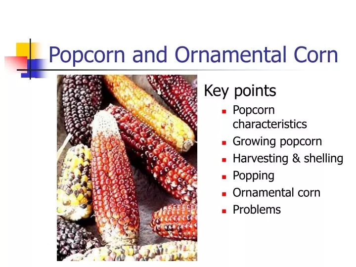 popcorn and ornamental corn