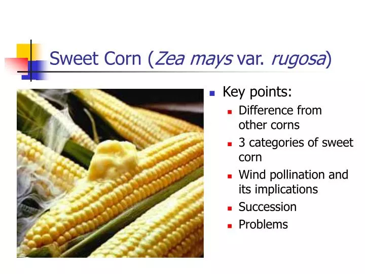 sweet corn zea mays var rugosa