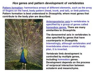 Hox genes and pattern development of vertebrates