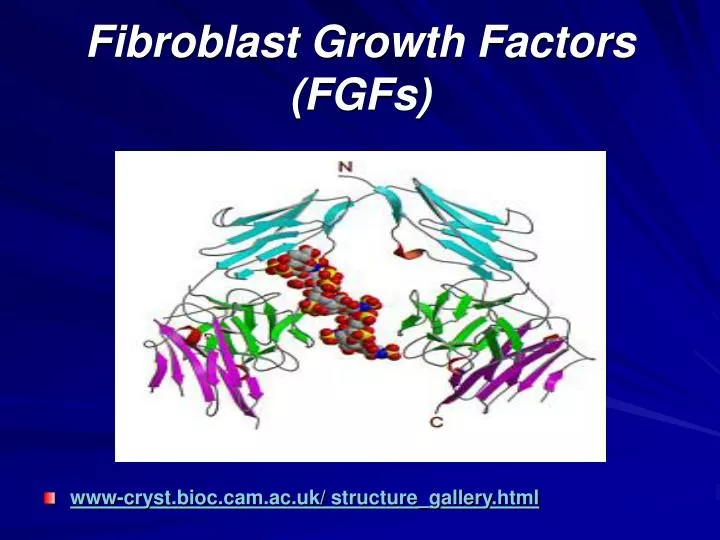 fibroblast growth factors fgfs