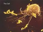 The Cell - slide 1