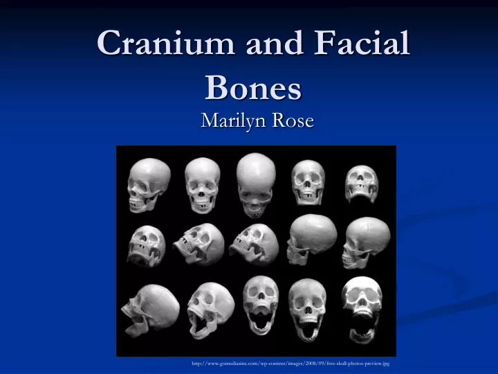 cranium and facial bones