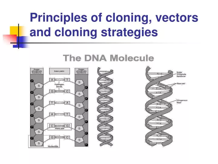 principles of cloning vectors and cloning strategies