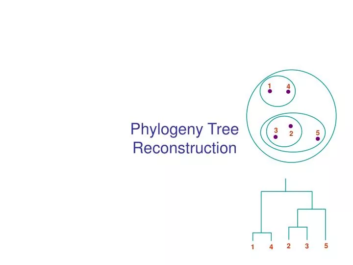 phylogeny tree reconstruction