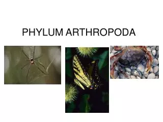 PHYLUM ARTHROPODA