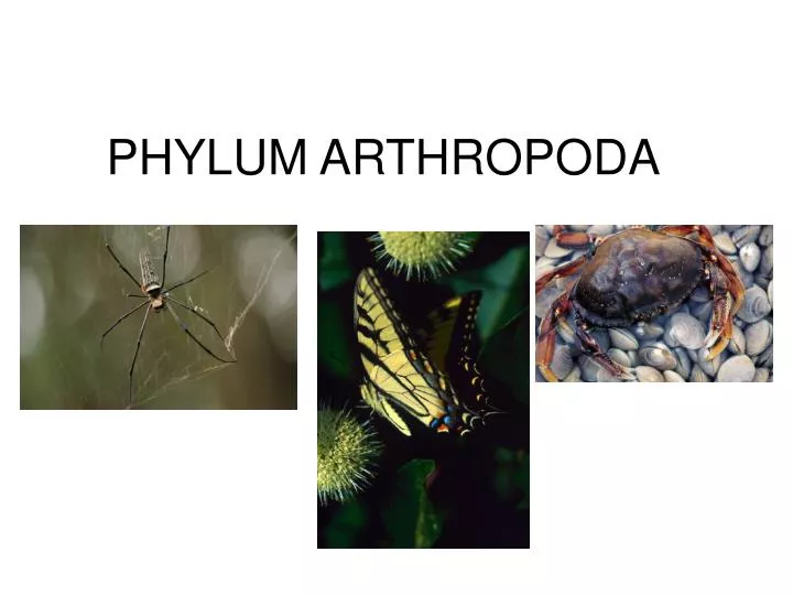 phylum arthropoda