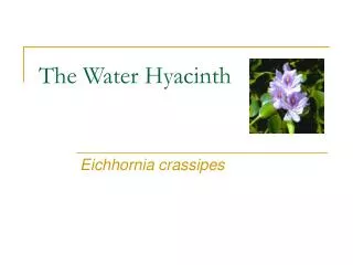 The Water Hyacinth