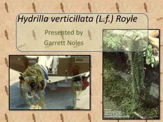 Hydrilla verticillata ( L.f .) Royle