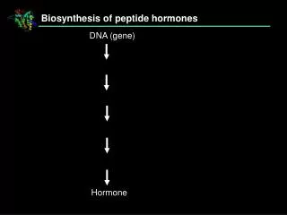 Biosynthesis of peptide hormones