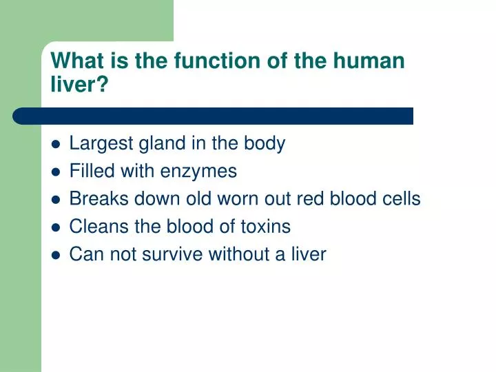 what is the function of the human liver