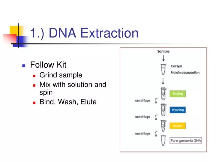 1 dna extraction