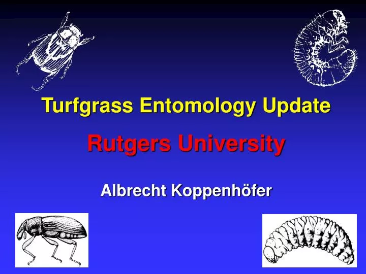 turfgrass entomology update rutgers university albrecht koppenh fer