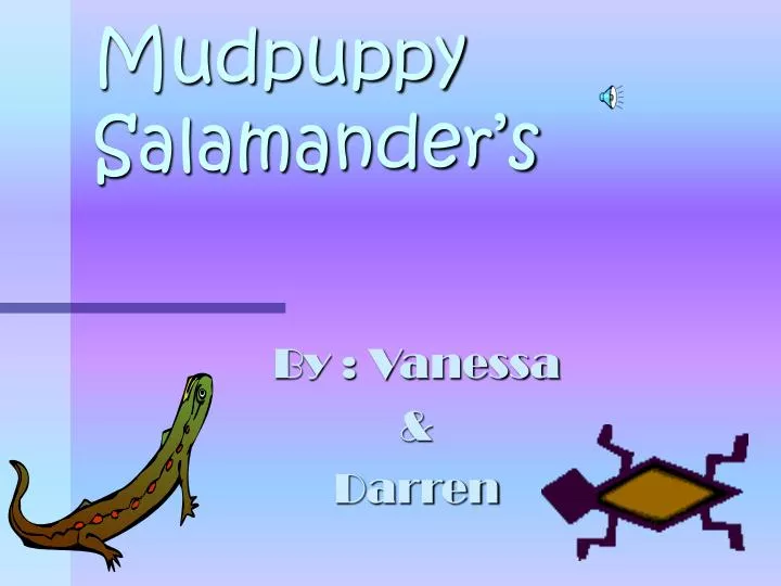mudpuppy salamander s