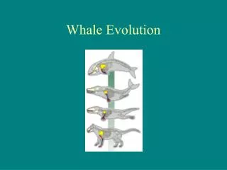 Whale Evolution