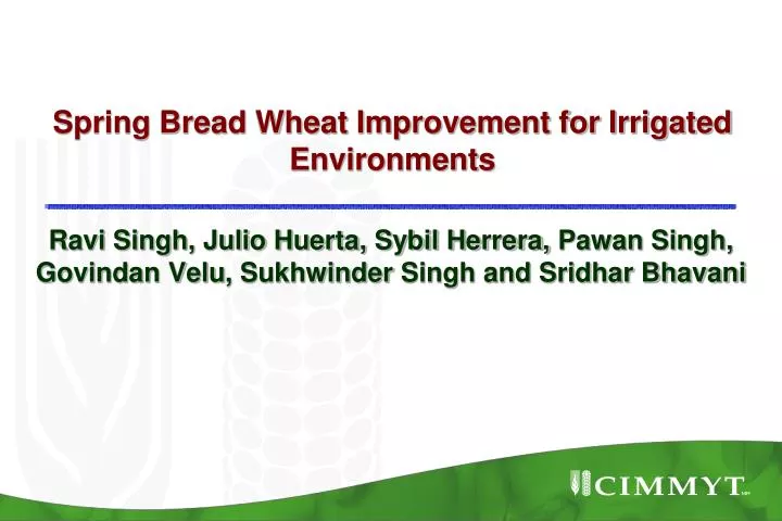 spring bread wheat improvement for irrigated environments