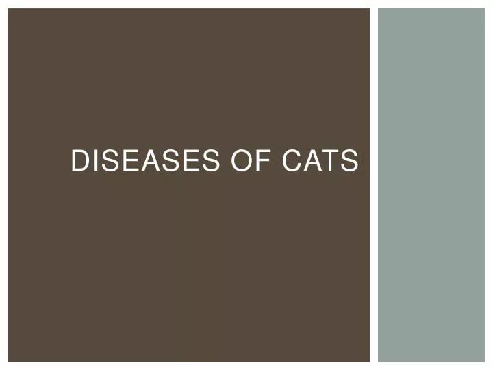 diseases of cats