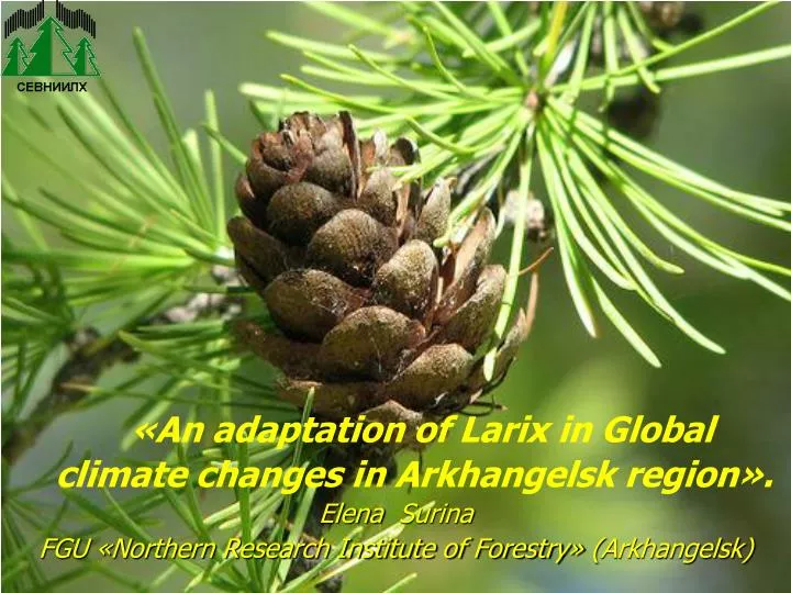an adaptation of larix in global climate changes in arkhangelsk region