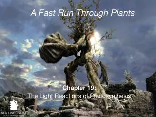 Chapter 19: The Light Reactions of Photosynthesis