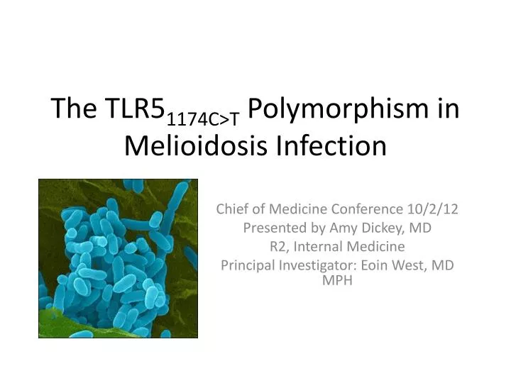 the tlr5 1174c t polymorphism in melioidosis infection