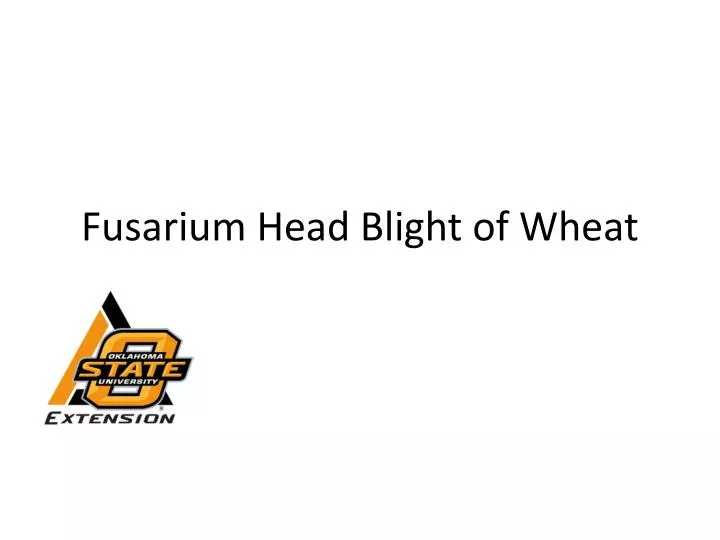 fusarium head blight of wheat