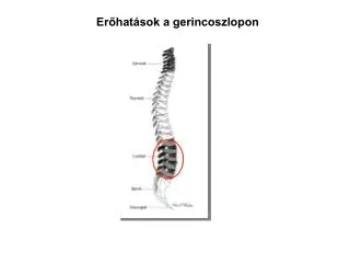 Erőhatások a gerincoszlopon