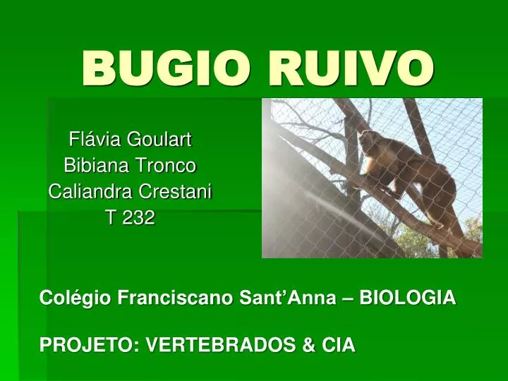 bugio ruivo